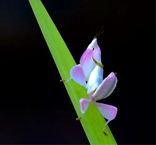 摄影 难得一见(兰花螳螂) 写美篇