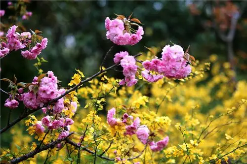 中国国花园百花盛开吸引众多游客和市民