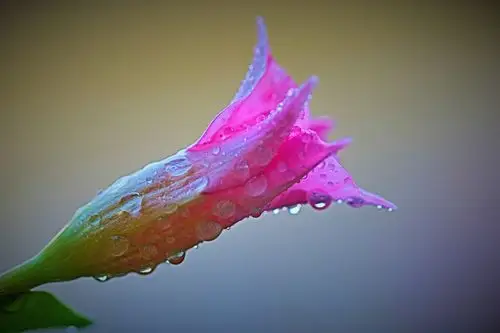 花儿与水珠·美妙绝伦小水珠