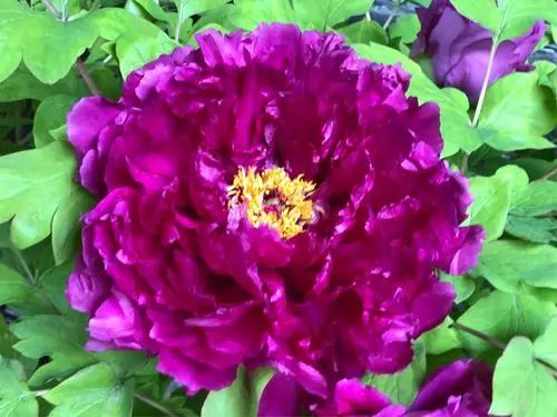 国色天香-牡丹花