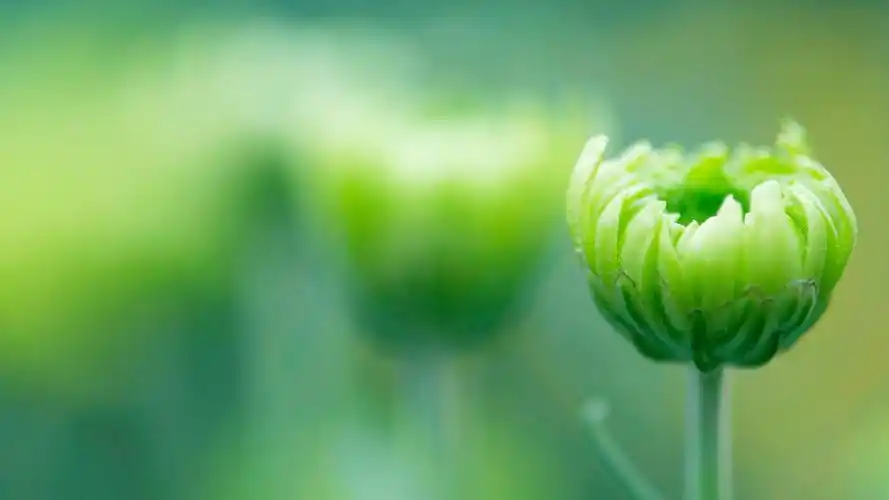 唯美简约花卉高清背景桌面壁纸下载