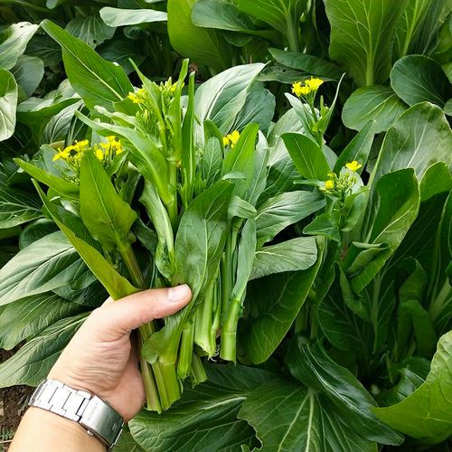 菜苔多子多福甜菜菜心特甜芯种子白耐寒农家家庭园艺种子