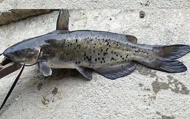 叉尾鮰鱼用什么饵料钓?