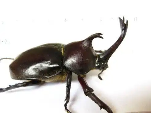 昆虫独角仙的简笔画