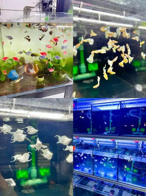 好适合养在桌上吸睛的mini孔雀鱼!好米