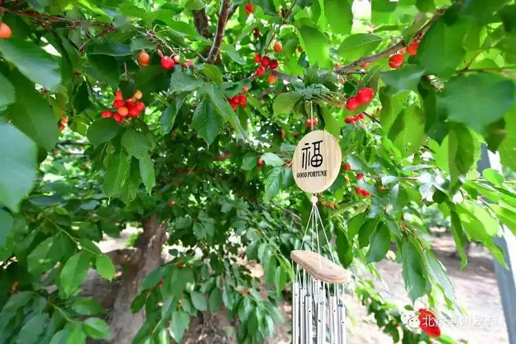 5月22日,西集镇南小庄村金果天地举办樱桃嘉年华活动——借势大运河