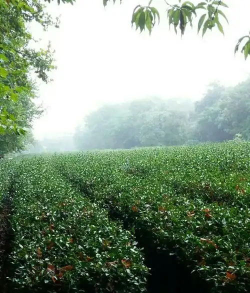 雨花茶文化区在雨花台风景区内靠近南大门35路直达如果从北大门进要走