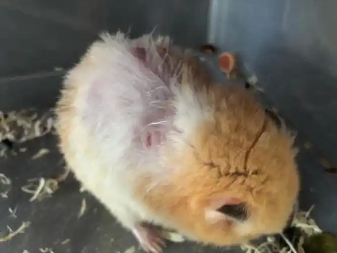 98金丝熊掉毛怎么处理