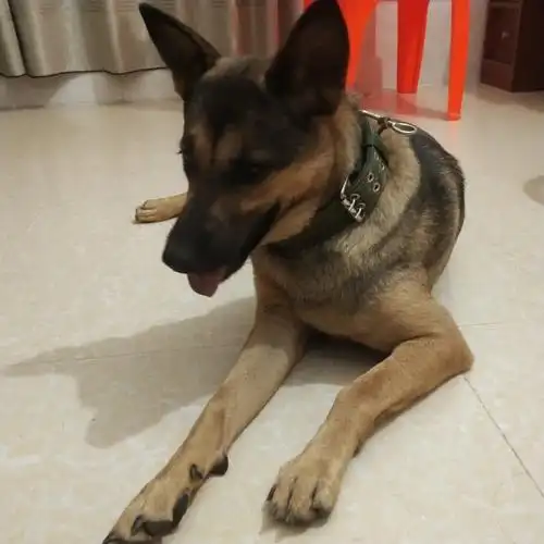 中华田园犬德牧