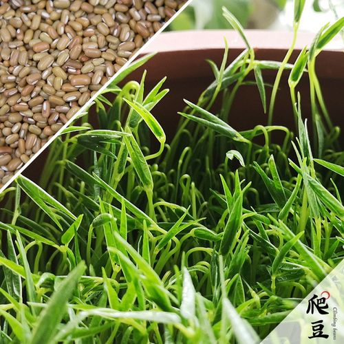 田园梦紫砂豆芽罐家用豆芽机陶瓷豆芽罐配套优质豆种芽苗菜 爬豆 300