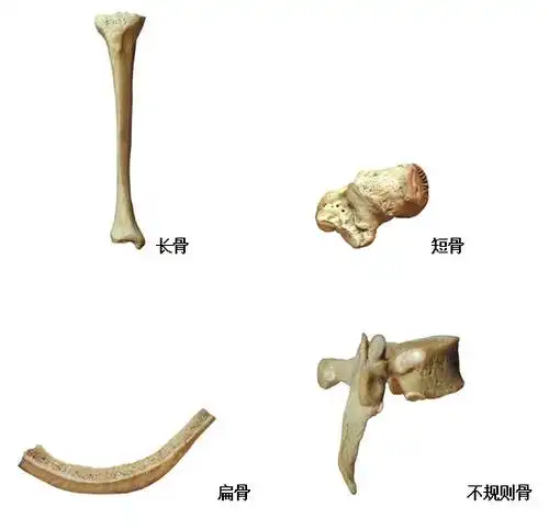 有些不规则骨内有腔洞,称含气骨 (pneumatic hone),如上颌骨.
