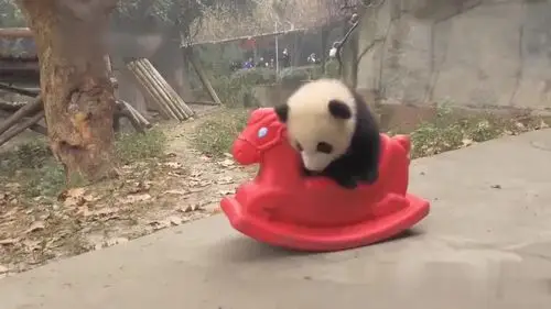 熊猫宝宝学开摇摇车,有没有考过驾照的,过来教一下嘛