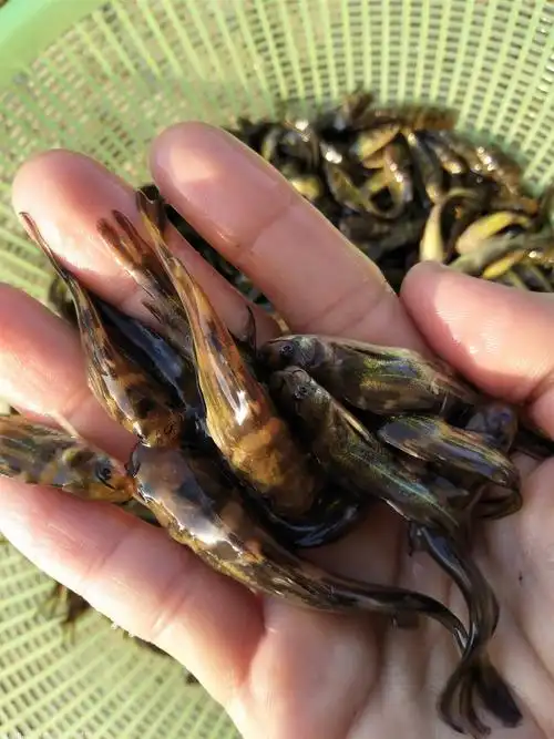 张家界黄骨鱼苗大量批发