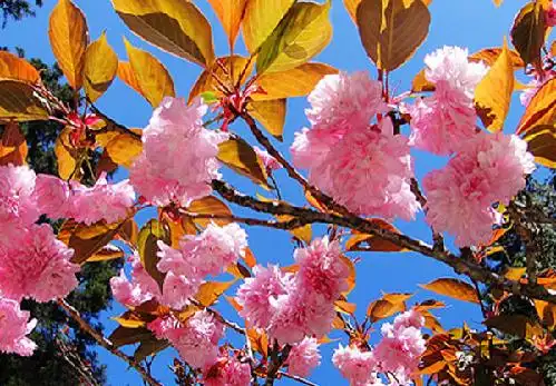 三月赏樱季:这么多樱花你能叫出名字么?