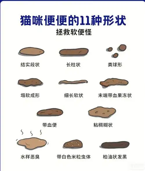 猫咪便便的11种形状