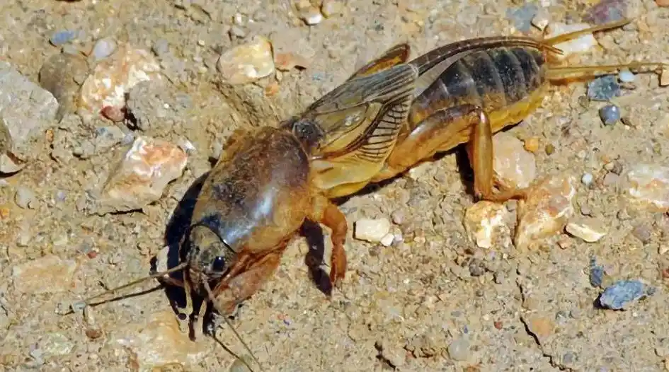 地老虎的为害特点及防治方法!