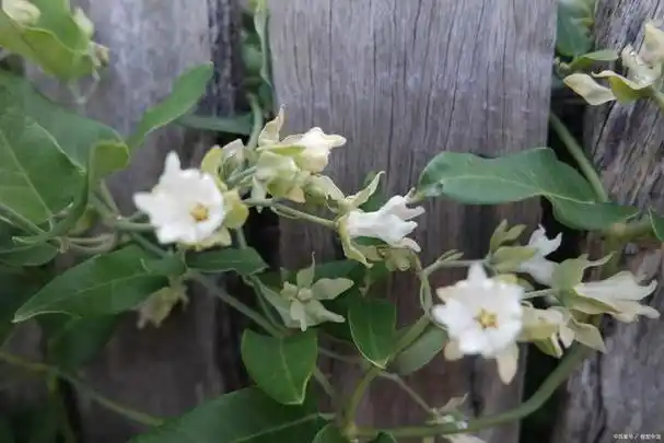 檀香木花怎么养?