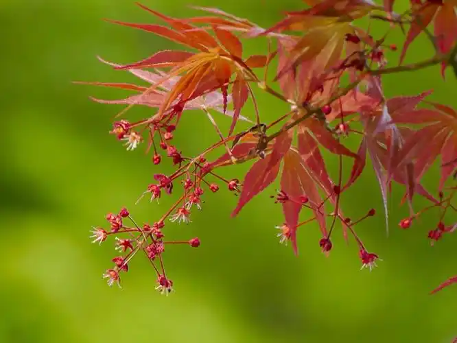 枫树开花---不起眼的小花,美丽而优雅