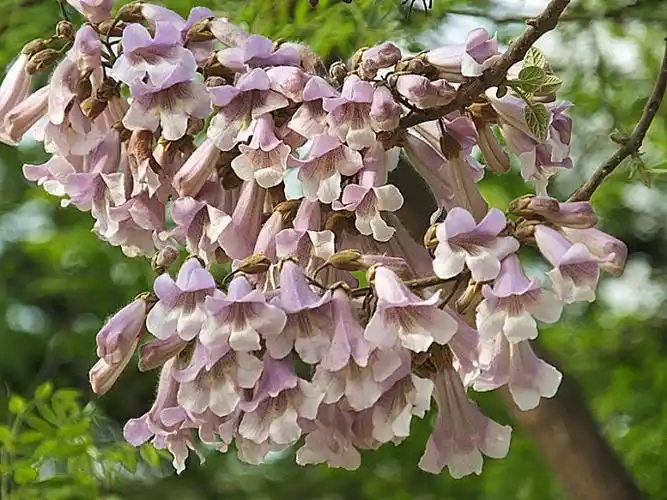 苗木基地有五个,采用育苗技术培育出大量的优质珍贵泡桐树组培速生苗