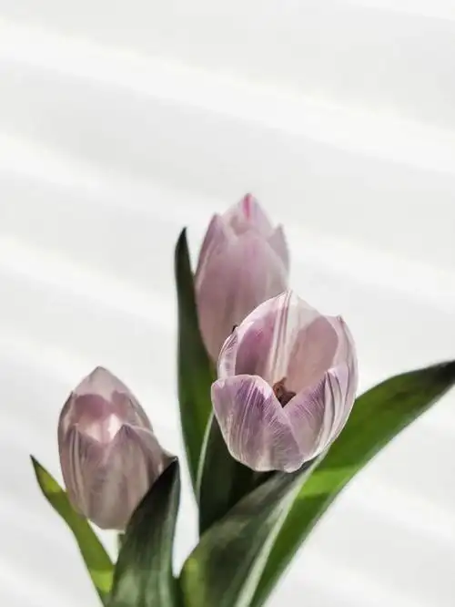 软糯糯的紫色郁金香