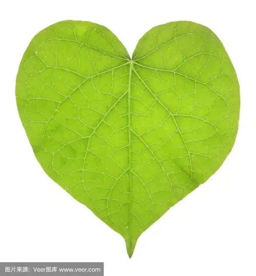 牵牛花叶子孤立在白色