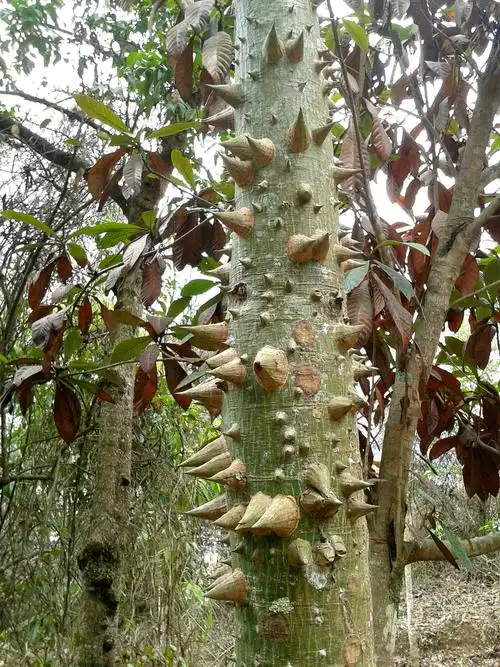 浑身长刺的树,谁知道叫什么名字?在委内瑞拉发现的.这只是树干.