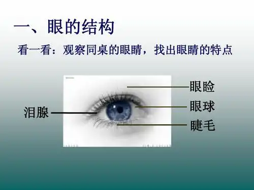 眼睑 泪腺 眼球 睫毛