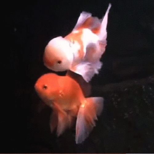 漂亮的金鱼gif表情