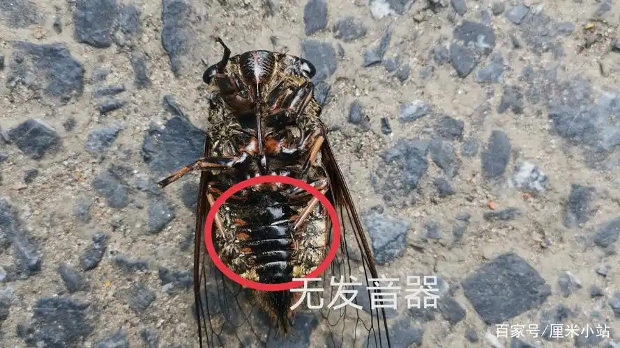 如何快速分辨公蝉和母蝉