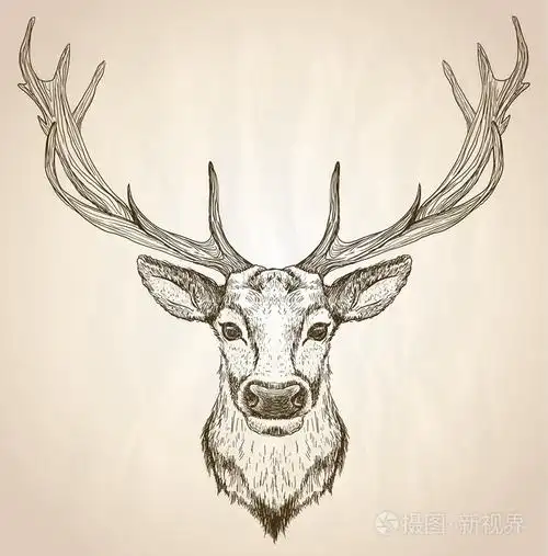 手绘的大鹿角鹿头的图形化显示