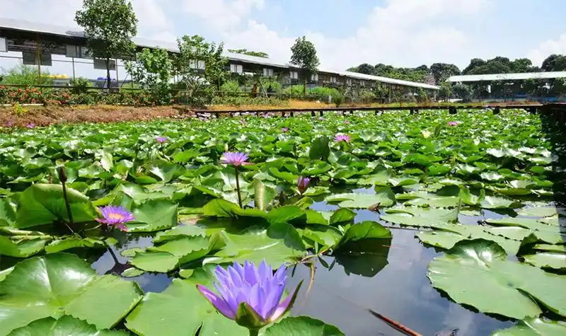 首页 全国旅游城市 中山旅游 伟丰生态农庄 旅游区总面积达660亩,园区