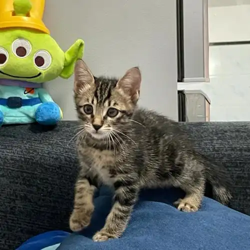 这是美短狸花串串吗