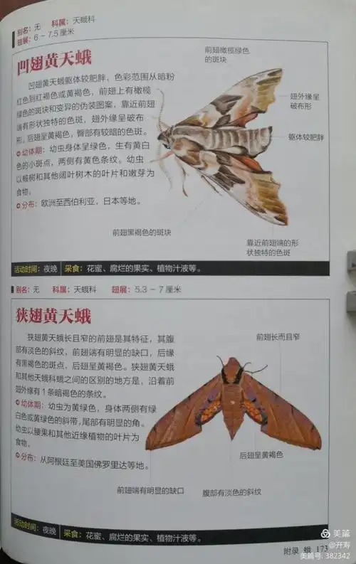 蝴蝶图鉴 第三章 灰蝶总科 附录 蛾 壹号图编辑部