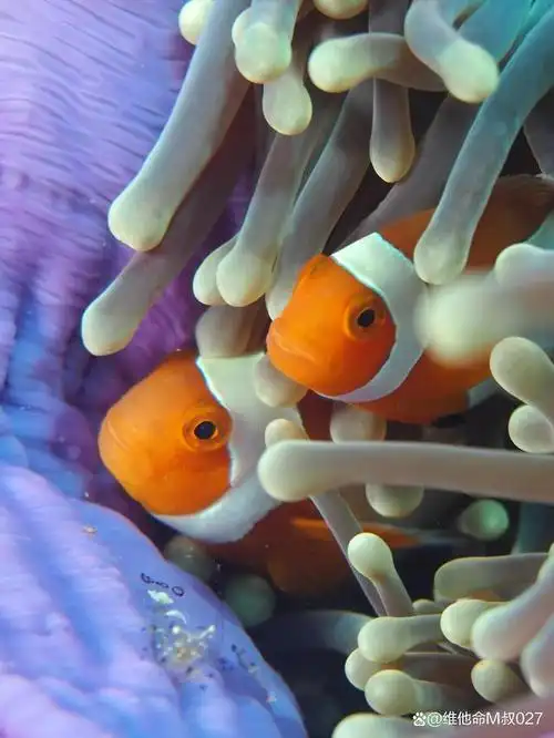 鱼类都是要睡觉的哟!