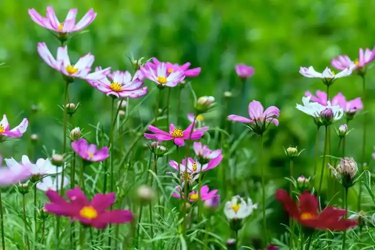 乱花渐欲迷人眼在绿叶与阳光的衬托下格桑花越发显得娇美格桑花格桑花