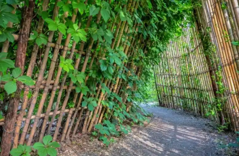 篱笆墙的影子,——我多年前的记忆