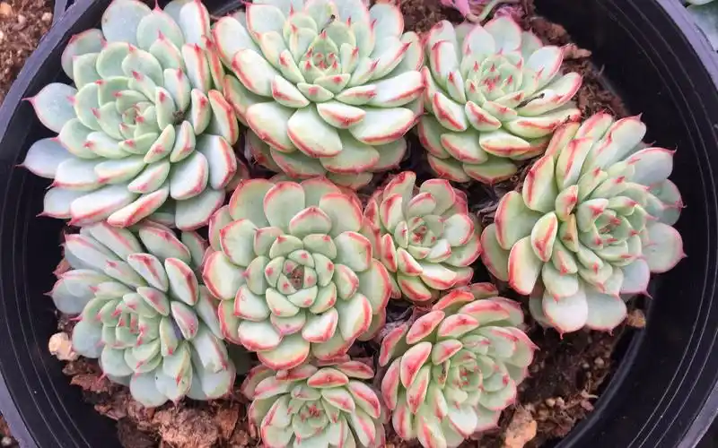 多肉蓝姬莲该怎样养护,听小静来介绍,你学会了吗?