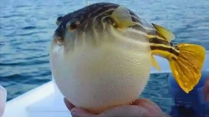 河豚被捕捉到后很生气河豚你们放手不然我可气炸了