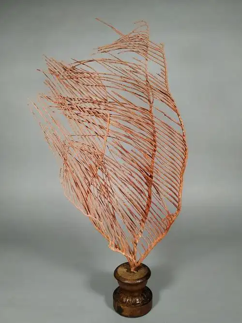 red lyre sea fan mounted on wood base - ctenocella pectinata