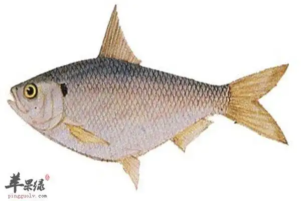 鲥鱼是什么鱼 有哪些好处