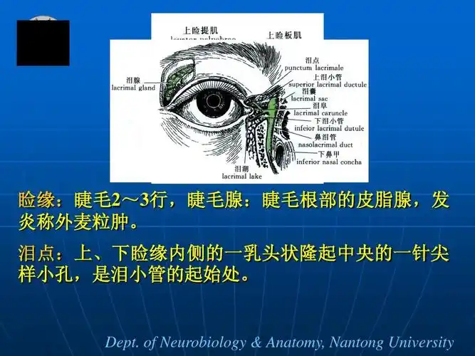 眼睛结构详细图解ppt