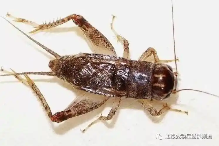 早秋如何科学收蛐蛐?建议亲爱的虫友仔细读一读