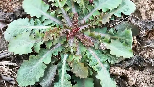 农村珍贵植物"还阳参",长相酷似蒲公英,没想到价值这么高