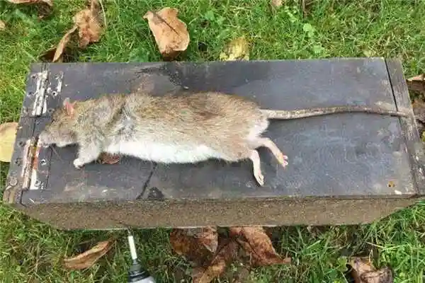 世界上最大的老鼠排行南美无尾大水鼠可达54公斤重