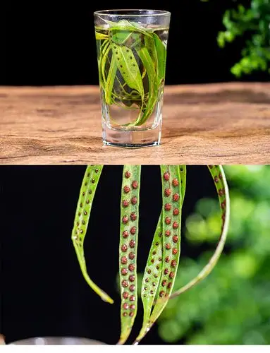 化石草大货批发,一手货源,量大优惠,电话:15817200337