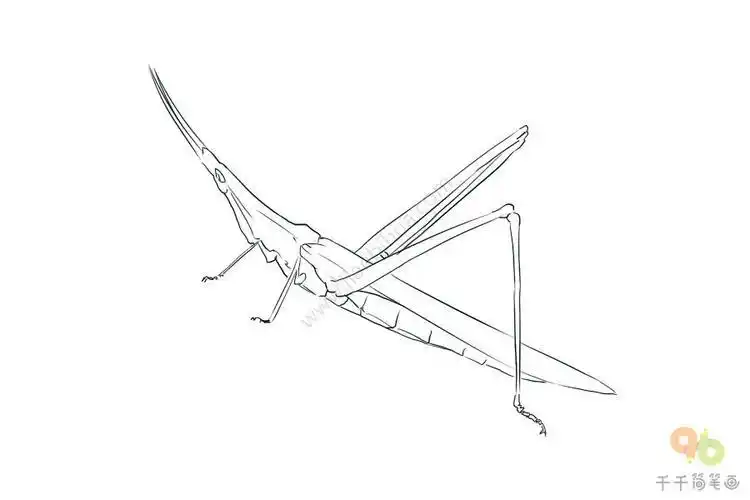 绿色的蚂蚱简笔画步骤图昆虫简笔画