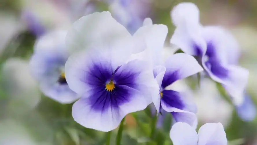 三色堇图片大全大图-花卉壁纸-高清花卉图片-第6图-娟娟壁纸