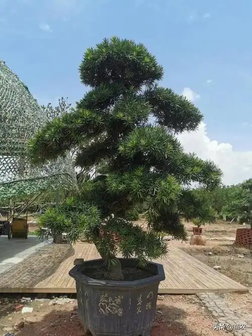 罗汉松造型图片大全精品(罗汉松造型图片大全精品欣赏)