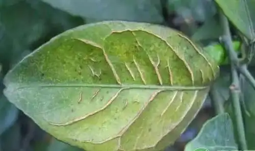 最全的柑橘缺素症状都在这了