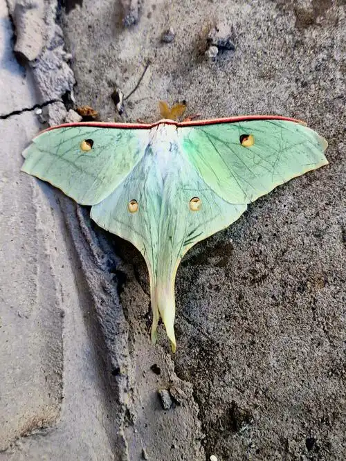 这是什么蛾子呢第一次见呢好漂亮